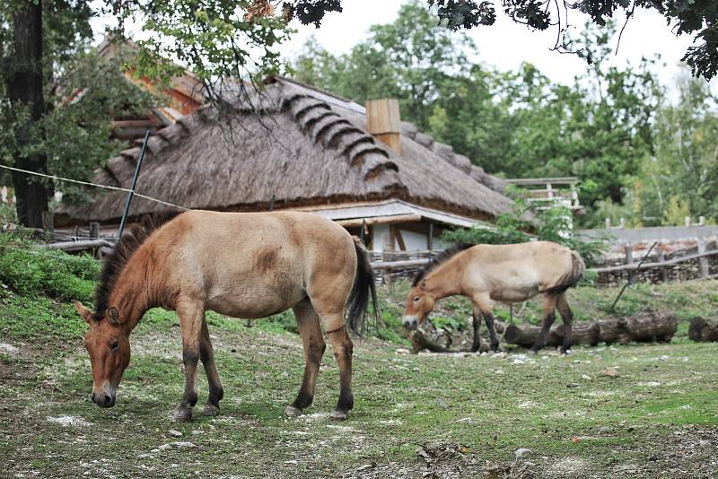 V brněnské zoo jsou nově k vidění dvě klisny koně Převalského, které do Brna dorazily z pražské zoologické zahrady.