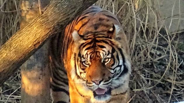 Procházka Zoo Brno může být příjemná i v zimnhích měsících. Na snímku je tygr sumaterský.