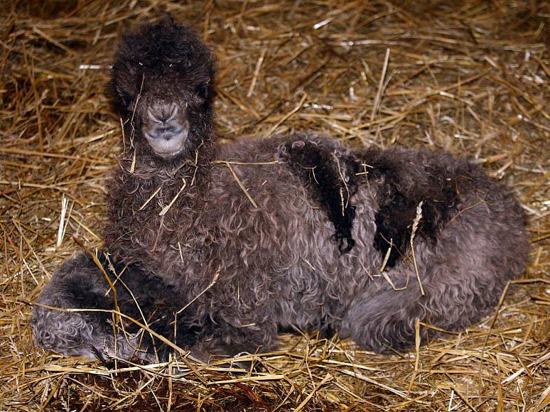 V brněnské zoologické zahradě se narodil malý velboud dvouhrbý.