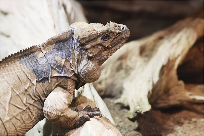 V ZOO Brno mohou návštěvníci vidět téměř osm set zvířat více než dvou stovek druhů.