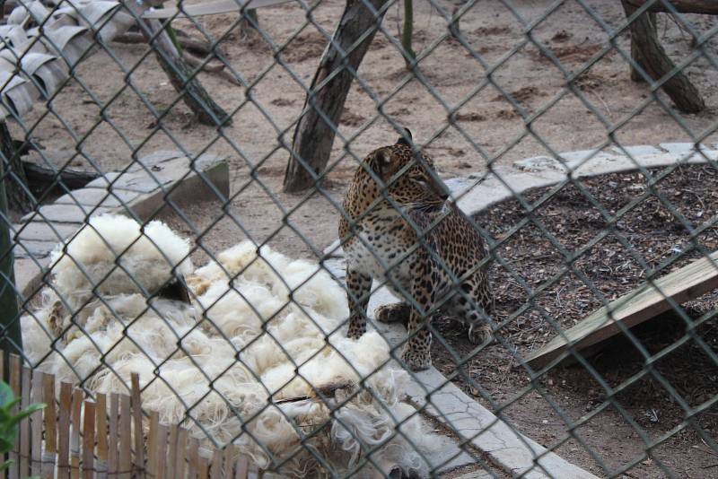 V brněnské zoologické zahradě připravili na Štědrý den komentované krmení vybraných zvířat, například levhartů.