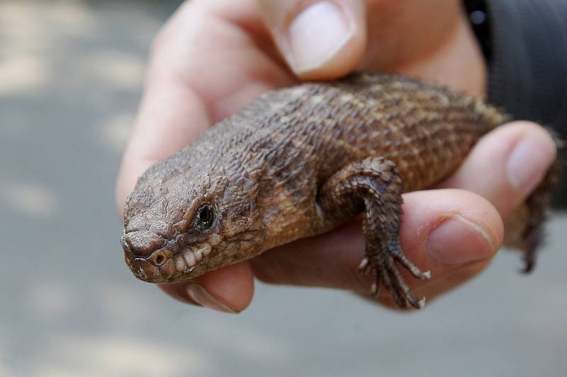 Brněnská zoologická zahrada.