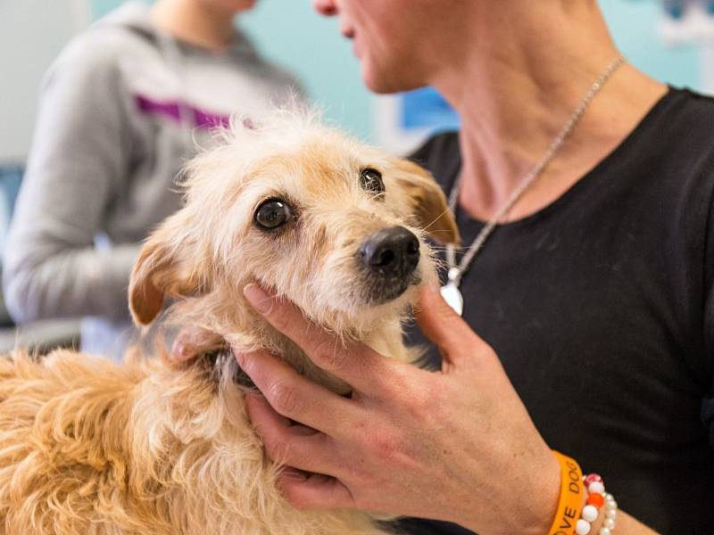 Šestnáct týraných psů našli místní strážníci spolu s veterinářkou v domě v Ivančicích. Pro šest z nich už bylo pozdě.