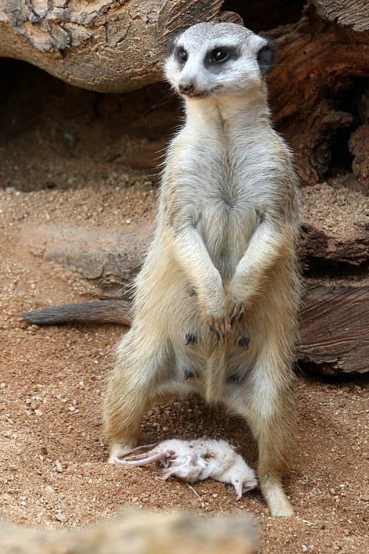 Mláďata v brněnské ZOO - surikata.