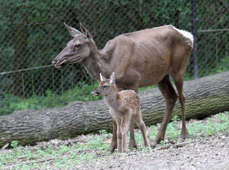Návštěvníci zoo se mohou těšit na mláďata jelena sibiřského.
