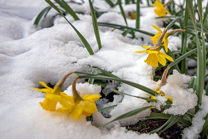 Aprílové počasí ukazuje oba své póly na jihu i severu kraje. Zatímco na jihu kvetou na slunci hlaváčky jarní v chráněné oblasti Horky u Milotic, na severu ve Veselici v nadmořské výšce 600 metrů zasypal květenu nápor sněhu.