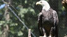 Zoo otevřela novou voliéru pro orly.