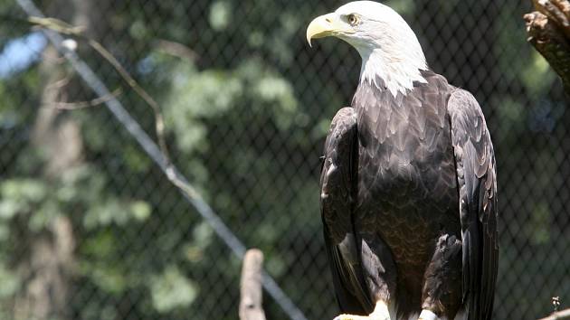 Zoo otevřela novou voliéru pro orly.
