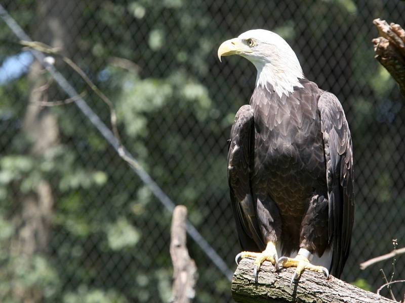 Zoo otevřela novou voliéru pro orly.