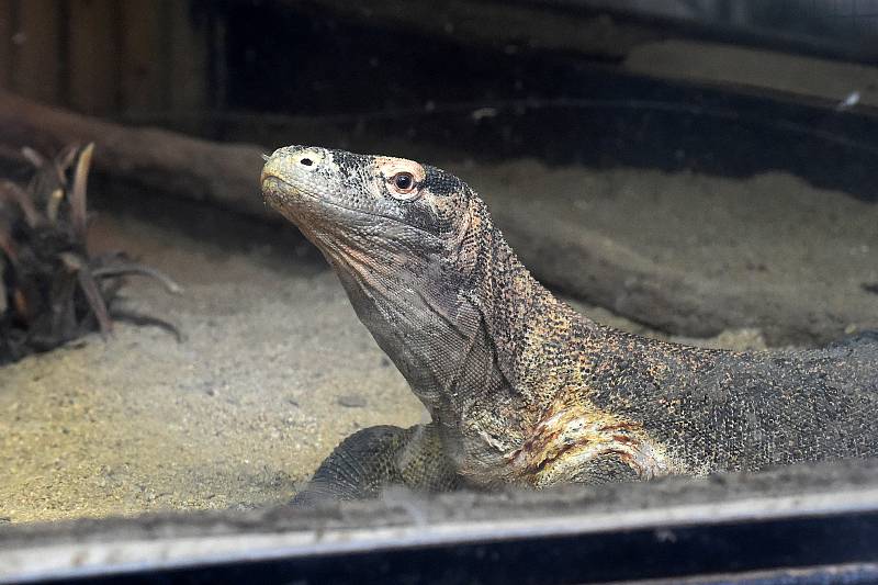 28.3.2020 - ZOO Brno - varan komodský