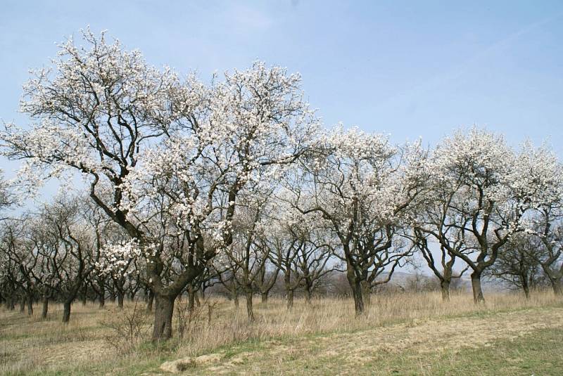 Mandloňové sady nad Hustopečemi.