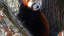 Procházka Zoo Brno může být příjemná i v zimních měsících. Na snímku je panda červená.