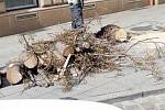 Spadlý strom na Šilingrově náměstí.