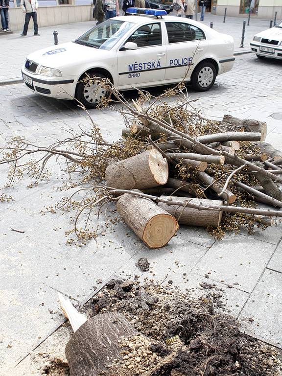 Spadlý strom na Šilingrově náměstí.