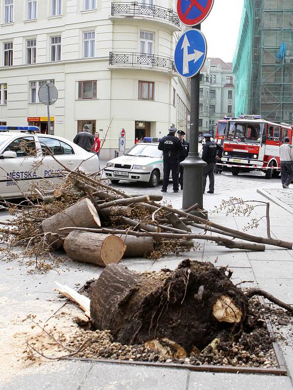 Spadlý strom na Šilingrově náměstí.