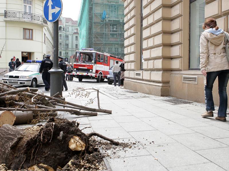 Spadlý strom na Šilingrově náměstí.