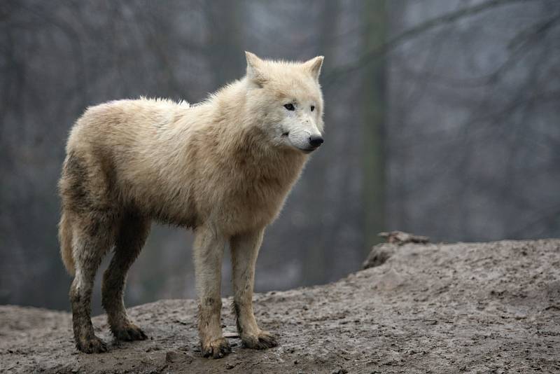 Zvířata z brněnské zoologické zahrady se dočkala novoročního krmení od dětí.