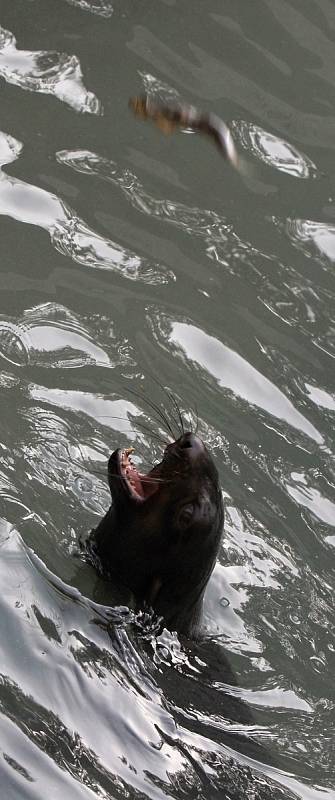 Lachtani v brněnské zoologické zahradě.