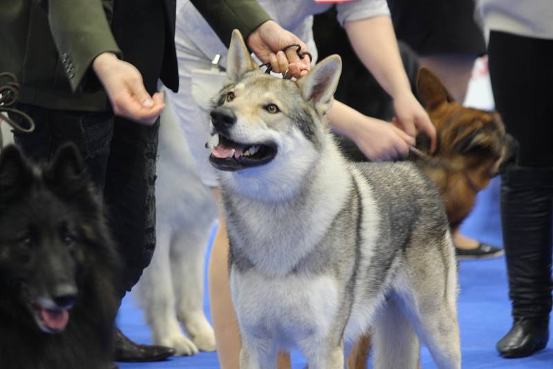 Na mezinárodní výstavu psů Duo Cacib 2020 se na brněnské výstaviště sjeli stovky chovatelů se svými čtyřnohými svěřenci.