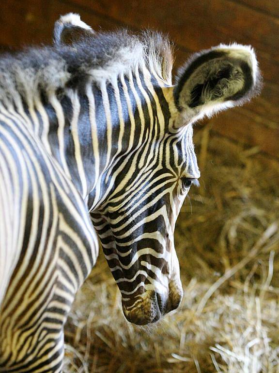 V brněnské zoologické zahradě se narodilo mládě zebry graviho. 