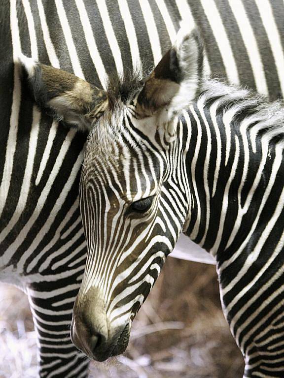 V brněnské zoologické zahradě se narodilo mládě zebry graviho. 