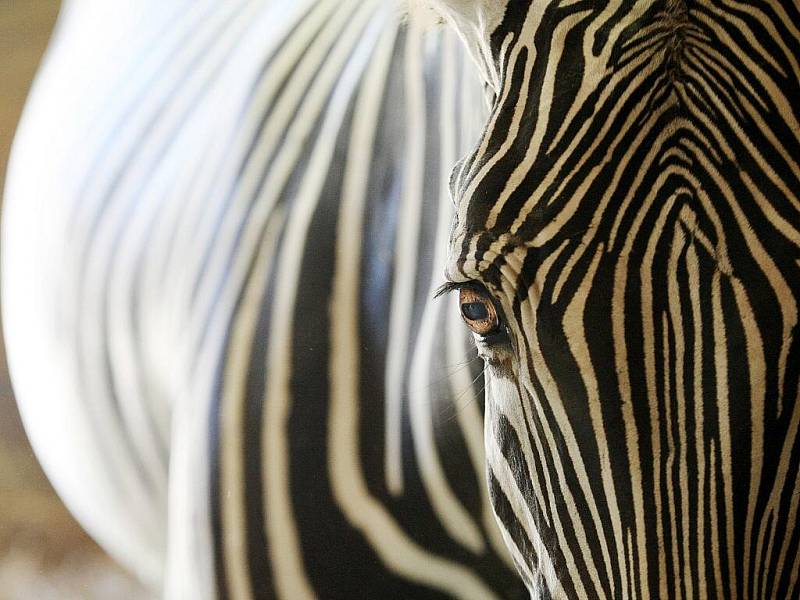 V brněnské zoologické zahradě se narodilo mládě zebry graviho. 