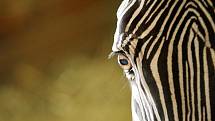 V brněnské zoologické zahradě se narodilo mládě zebry graviho. 