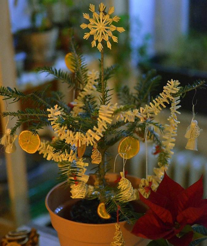 Z široké nabídky mohou letos vybírat milovníci přírodních vánočních stromků. Prodejci nabízí smrky, jedle i borovice