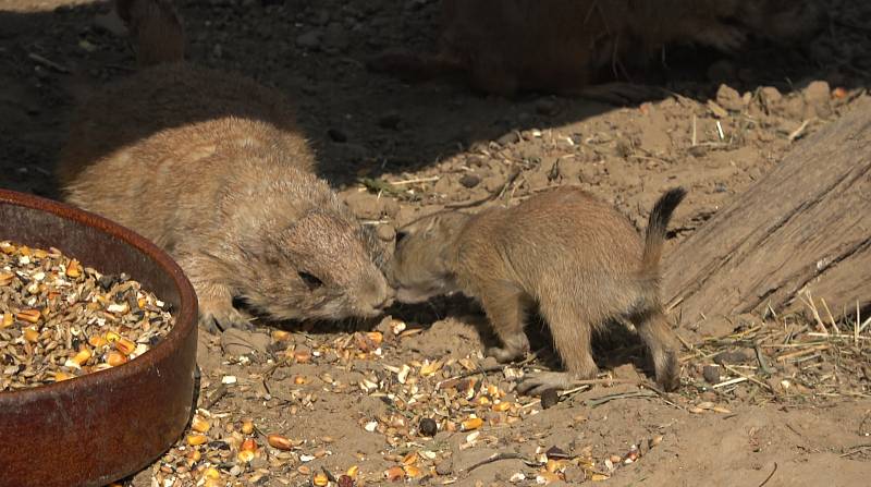 V brněnské zoo je k vidění skupina osmi dospělých jedinců a jejich dubnová mláďata.
