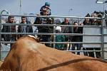 Na brněnském výstavišti začal největší zemědělský veletrh ve střední Evropě Techagro. Společně s ním mohou návštěvníci vidět veletrh Animal Vetex, lesnický a myslivecký Silva Regina a veletrh obnovitelných zdrojů energie v zemědělství a lesnictví Biomass.