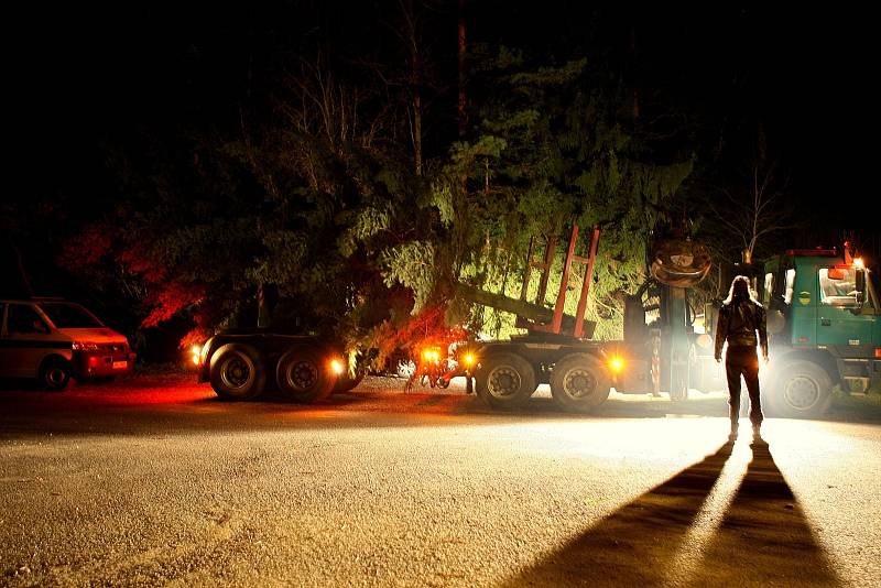 Náměstí Svobody má vánoční strom. Před spadnutím ho chrání dřevěné hranoly.