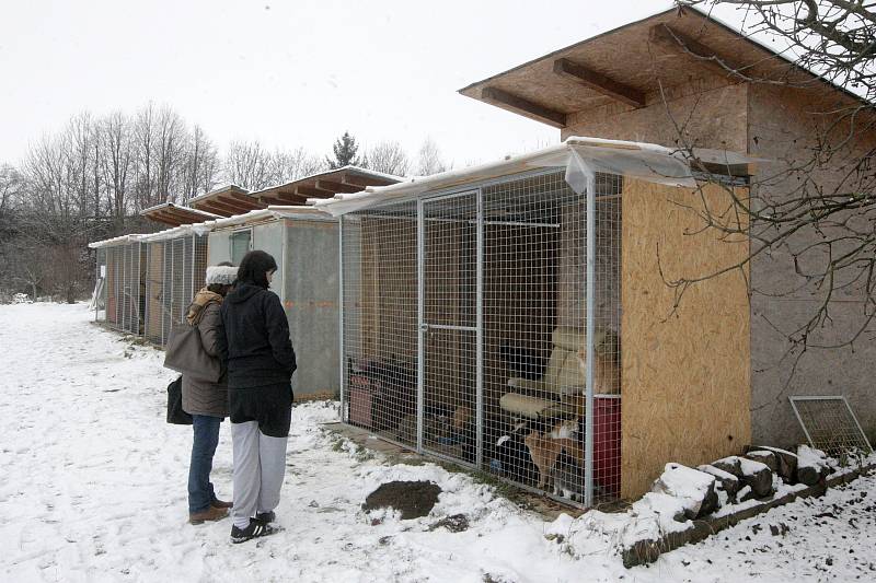 Za zdmi řadového domu v Holubicích na Vyškovsku sídlí útulek Kočičí oáza. Zde se dobrovolníci pod vedením Ireny Novotné starají o více než 250 koček, díky čemuž patří mezi největší útulky pro kočky v kraji. Po Vánocích hlásí plno.