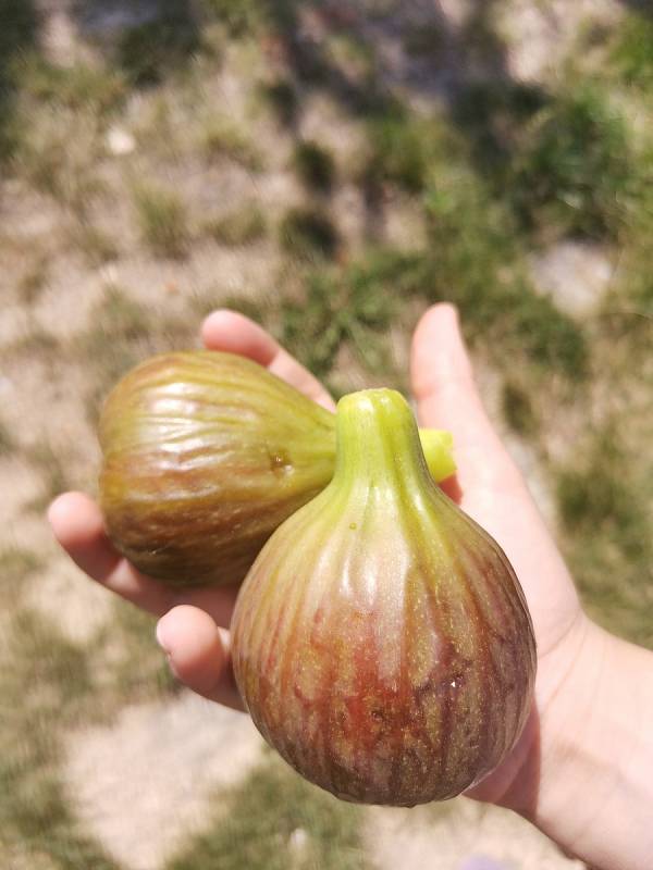 Úroda fíků znojemského botanika Radomíra Němce.