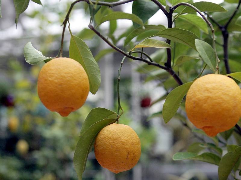 Výstava citrusů a dalších tropických rostlin se v brněnské botanické zahradě koná už třetím rokem. 