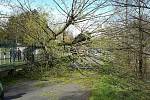 V Sokolově padl vzrostlý strom na cyklostezku a zasáhl procházející ženu se dvěma dětmi.