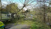 V Sokolově padl vzrostlý strom na cyklostezku a zasáhl procházející ženu se dvěma dětmi.