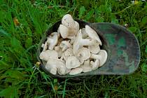 Čirůvka májovka je jedlá výborná jarní houba z čeledi čirůvkovitých.