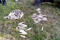 V řece Svatavě uhynuly stovky ryb.