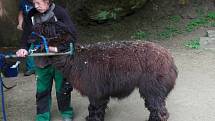 Zoologickou zahradu v Klingenthalu potěšila pomoc sousedů z Kraslic.