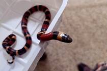 Hasiči odchytli hada v bytě v Rotavě, majitelka si pro něj vzápětí přišla