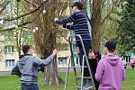 Velikonočními vajíčky ozdobili strom před školou ve Švabinského ulici v Sokolově žáci osmého ročníku.