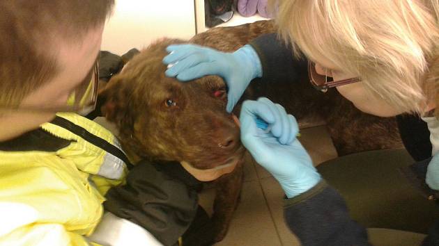 Pes skončil v péči veterinářky.