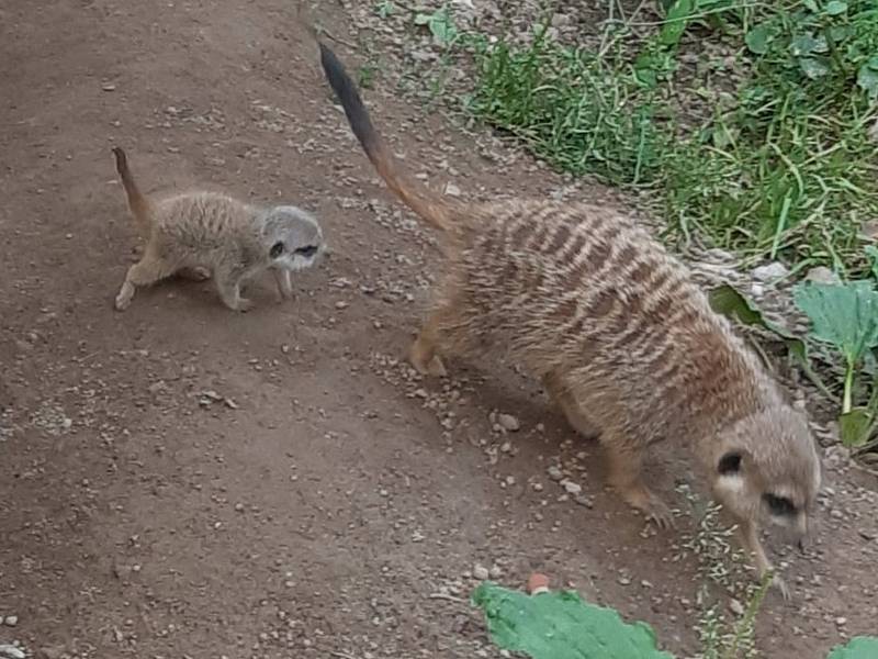 Zoologickou zahradu v Klingenthalu potěšila pomoc sousedů z Kraslic.