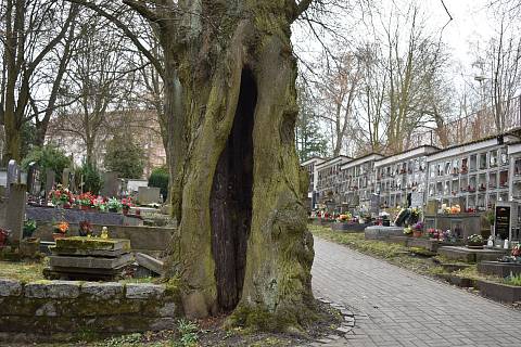 Stromy na hřbitově vyvracejí hroby a většina z nich je nemocná. Půjdou k zemi