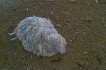 Uhynulá ovce.