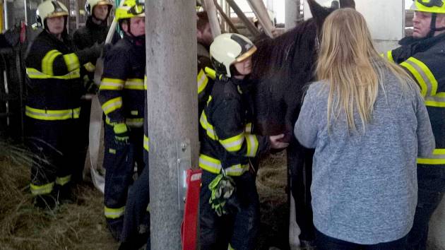 Jednoho koně museli zvednout hasiči. Druhý se při pohledu na ně zvedl sám.