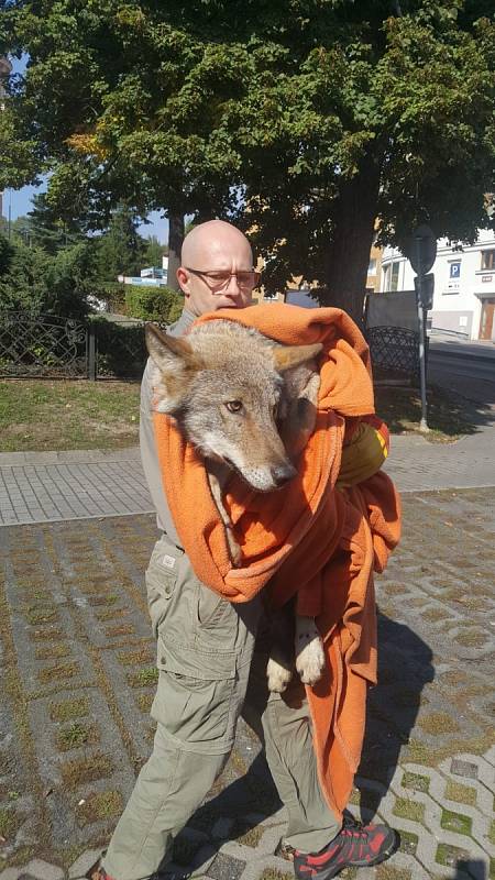 Vlk přezdívaný Bubla, byl po rekonvalescenci vypuštěn zpět do přírody