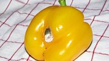 Paprika žlutá ze sokolovském Kauflandu.