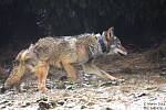 Vlk přezdívaný Bubla, byl po rekonvalescenci vypuštěn zpět do přírody