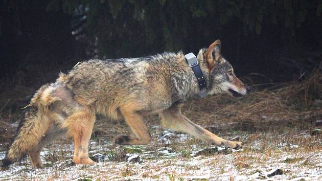 Vlk přezdívaný Bubla, byl po rekonvalescenci vypuštěn zpět do přírody.